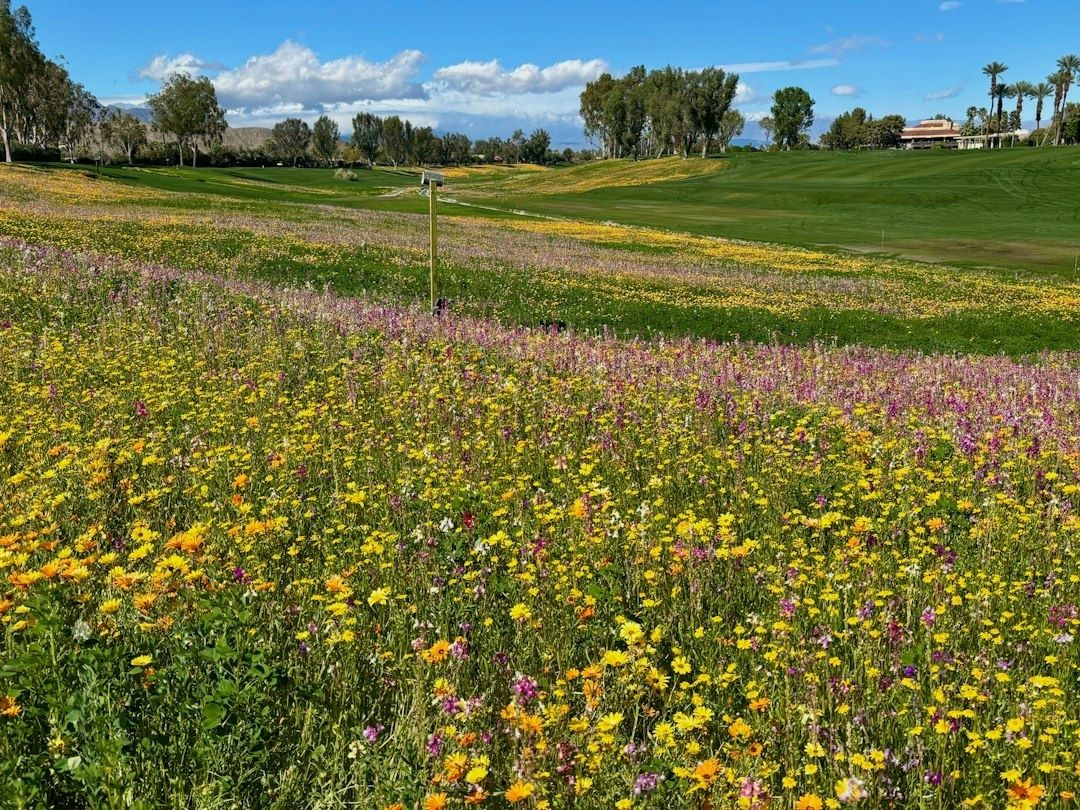 Blühende Wildblumenwiese neben gepflegten Golfbahnen